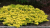 jalowiec-lime-glow-duzy.png