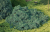 jalowiec-luskowaty-duzy.png