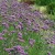 verbena_duza.jpg