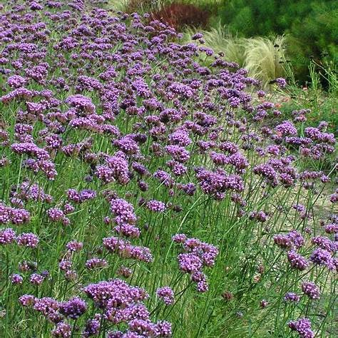 verbena_duza.jpg
