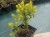 1. rainbows-end-maly-1.jpg